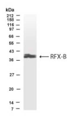 Western Blot: RFXANK AntibodyBSA Free [NB600-205]