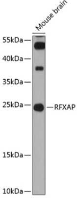 Western Blot: RFXAP AntibodyAzide and BSA Free [NBP2-93758]