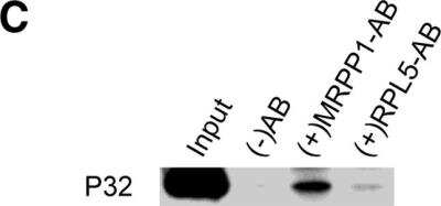 Immunoprecipitation: RG9MTD1 Antibody [NBP1-83654]