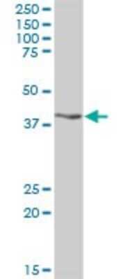 Western Blot: RG9MTD1 Antibody [H00054931-B01P]