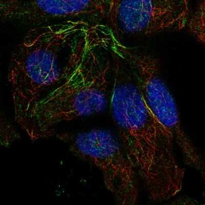 Immunocytochemistry/ Immunofluorescence: RG9MTD2 Antibody [NBP2-55473]