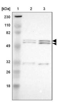 Western Blot: RGAG4 Antibody [NBP1-93561]