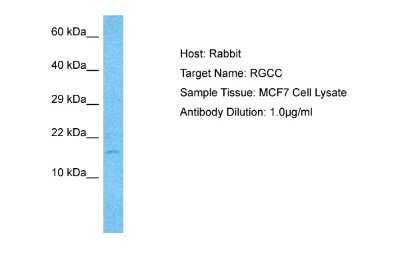 Western Blot: RGC32 Antibody [NBP2-88148]