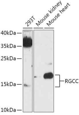 Western Blot: RGC32 AntibodyAzide and BSA Free [NBP2-93098]