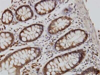 Immunohistochemistry-Paraffin: RGL1 Antibody (2D10) [H00023179-M01]