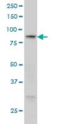 Western Blot: RGL1 Antibody (2D10) [H00023179-M01]