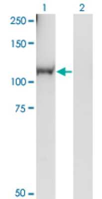 Western Blot: RGL1 Antibody (2D10) [H00023179-M01]