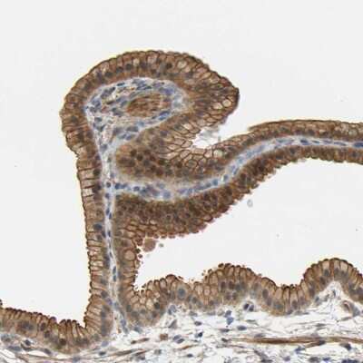 Immunohistochemistry-Paraffin: RGL1 Antibody [NBP1-87136]