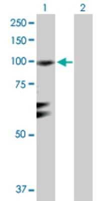 Western Blot: RGL1 Antibody [H00023179-D01P]