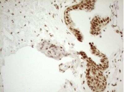 Immunohistochemistry: RGL2 Antibody (OTI10F2) - Azide and BSA Free [NBP2-73875]