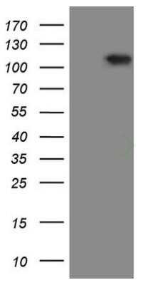 Western Blot: RGL2 Antibody (OTI10F2)Azide and BSA Free [NBP2-73875]