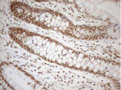 Immunohistochemistry-Paraffin: RGL2 Antibody (OTI10F2) [NBP2-45572]