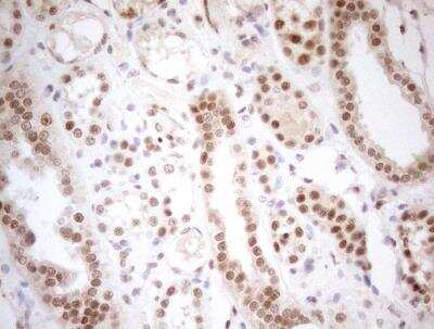 Immunohistochemistry-Paraffin: RGL2 Antibody (OTI10F2) [NBP2-45572]