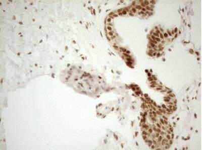 Immunohistochemistry-Paraffin: RGL2 Antibody (OTI10F2) [NBP2-45572]