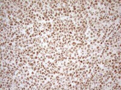 Immunohistochemistry-Paraffin: RGL2 Antibody (OTI10F2) [NBP2-45572]