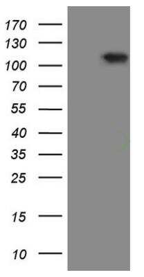 Western Blot: RGL2 Antibody (OTI10F2) [NBP2-45572]