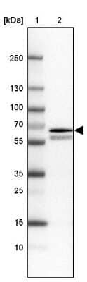 Western Blot: RGL3 Antibody [NBP1-92327]