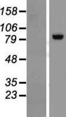 Western Blot: RGL3 Overexpression Lysate [NBL1-15314]