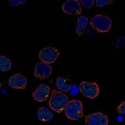 Immunocytochemistry/ Immunofluorescence: RGL4 Antibody [NBP1-80840]