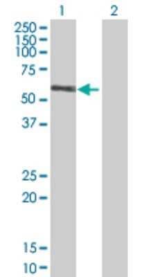 Western Blot: RGL4 Antibody [H00266747-B01P]