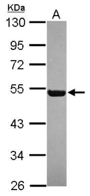 Western Blot: RGL4 Antibody [NBP2-20145]