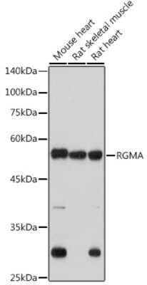 Western Blot: RGM-A Antibody (2S1B4) [NBP3-15314]