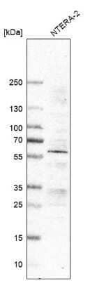 Western Blot: RGM-A Antibody (CL11342) [NBP3-08000]