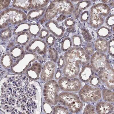 Immunohistochemistry-Paraffin: RGNEF Antibody [NBP1-90880]