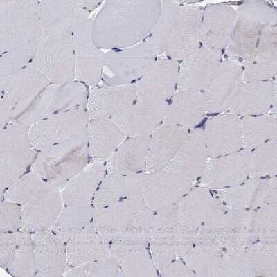 Immunohistochemistry-Paraffin: RGNEF Antibody [NBP1-90880]