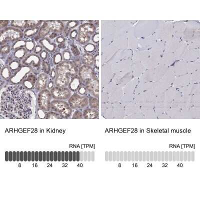 Immunohistochemistry-Paraffin: RGNEF Antibody [NBP1-90880]