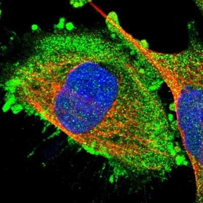 Immunocytochemistry/ Immunofluorescence: RGP1 Antibody [NBP1-89621]