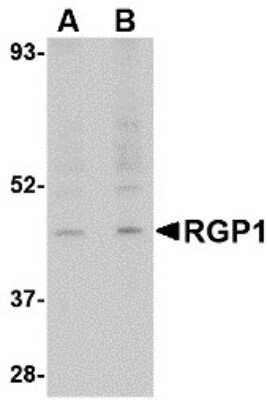 Western Blot: RGP1 AntibodyBSA Free [NBP2-81799]