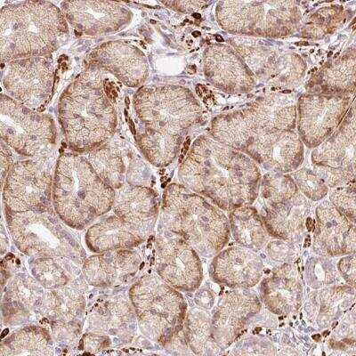 Immunohistochemistry-Paraffin: RanBP2 Antibody [NBP2-46789]