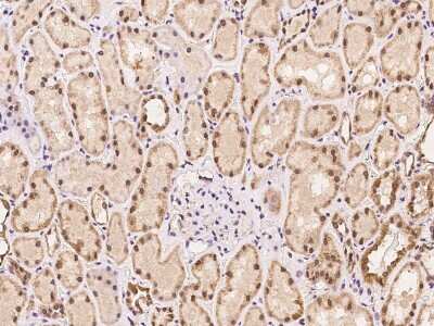 Immunohistochemistry-Paraffin: RGS13 Antibody [NBP2-97317]