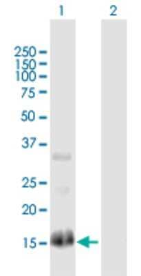 Western Blot: RGS13 Antibody [H00006003-B01P]