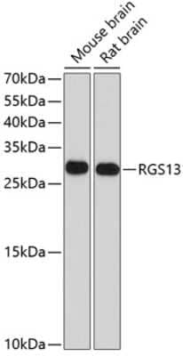 Western Blot: RGS13 AntibodyBSA Free [NBP2-94534]