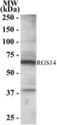 Western Blot: RGS14 Antibody [NB100-1431]