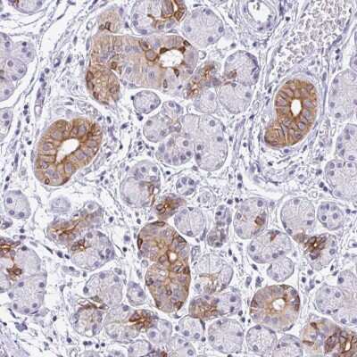 Immunohistochemistry: RGS16 Antibody [NBP2-49194]