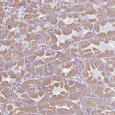Immunohistochemistry-Paraffin: RGS16 Antibody [NBP2-49076]