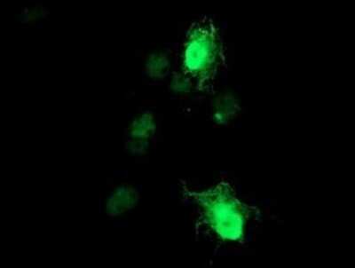 Immunofluorescence: RGS16 Antibody (OTI2C9) [NBP2-45573]
