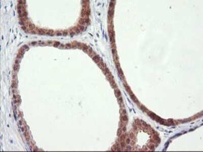 Immunohistochemistry: RGS16 Antibody (OTI4E5) - Azide and BSA Free [NBP2-73881]