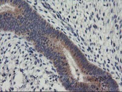 Immunohistochemistry: RGS16 Antibody (OTI4E5) - Azide and BSA Free [NBP2-73881]