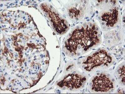 Immunohistochemistry: RGS16 Antibody (OTI4E5) - Azide and BSA Free [NBP2-73881]