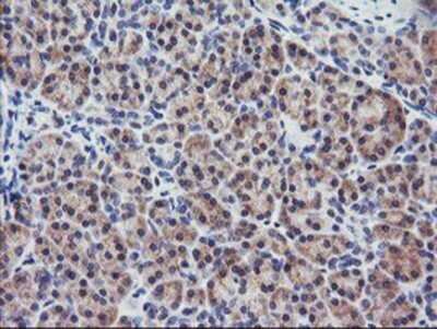 Immunohistochemistry: RGS16 Antibody (OTI4E5) - Azide and BSA Free [NBP2-73881]