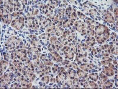 Immunohistochemistry-Paraffin: RGS16 Antibody (OTI4E5) [NBP2-01584]