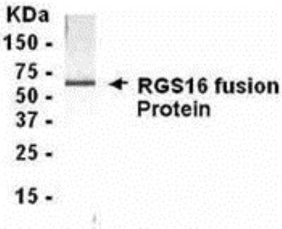 Western Blot: RGS16 AntibodyBSA Free [NB300-350]