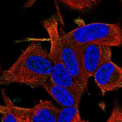 Immunocytochemistry/ Immunofluorescence: RGS17 Antibody [NBP2-58574]