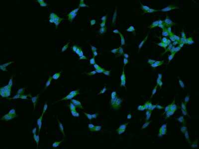 Immunocytochemistry/ Immunofluorescence: RGS17 Antibody [NBP2-97280]