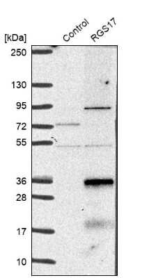 Western Blot: RGS17 Antibody [NBP1-80839]