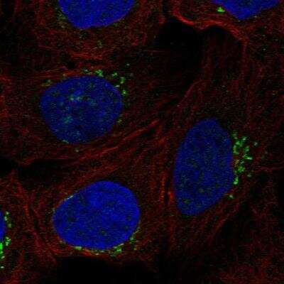 Immunocytochemistry/ Immunofluorescence: RGS18 Antibody [NBP2-76522]